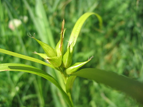 Carex intumescens